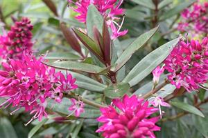 Hebe Pink Sunburst